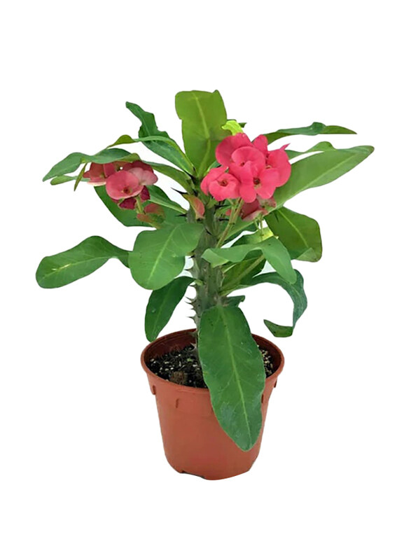 

Brook Floras Euphorbia Small Fresh Indoor Plants, 12-15cm, Pink/Green