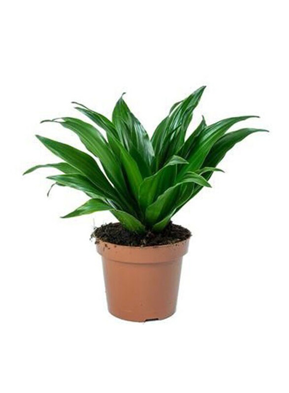 

Brook Floras Dracaena Head Mini Plant, Green