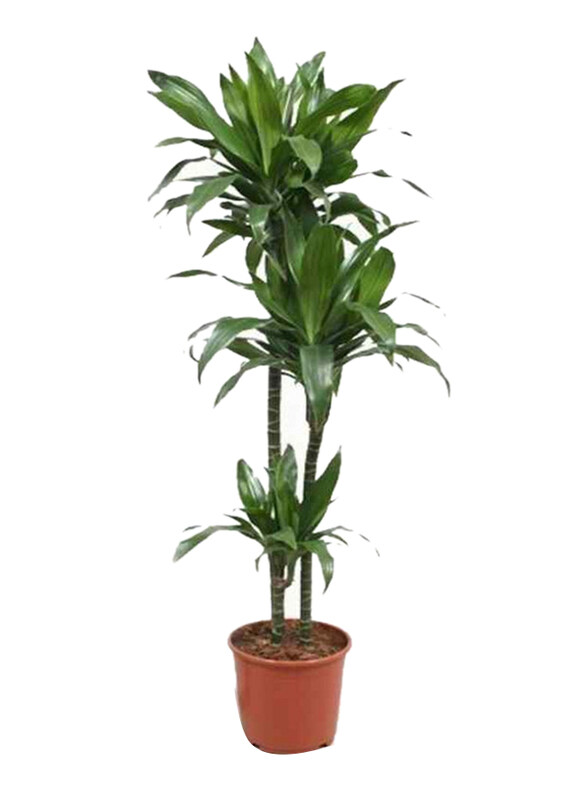 

Brook Floras Dracaena Janet Craig Indoor Plants, Green