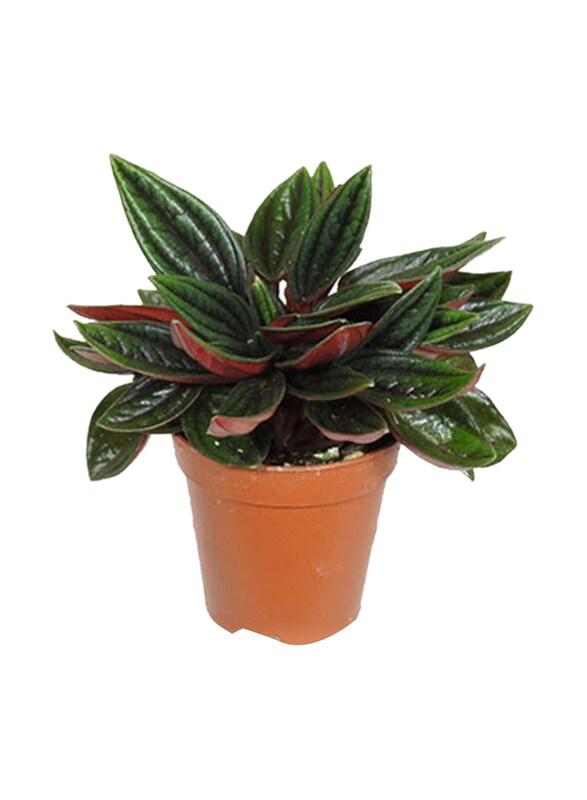 

Brook Floras Peperomia Napoli Nights Fresh Plants, Multicolour