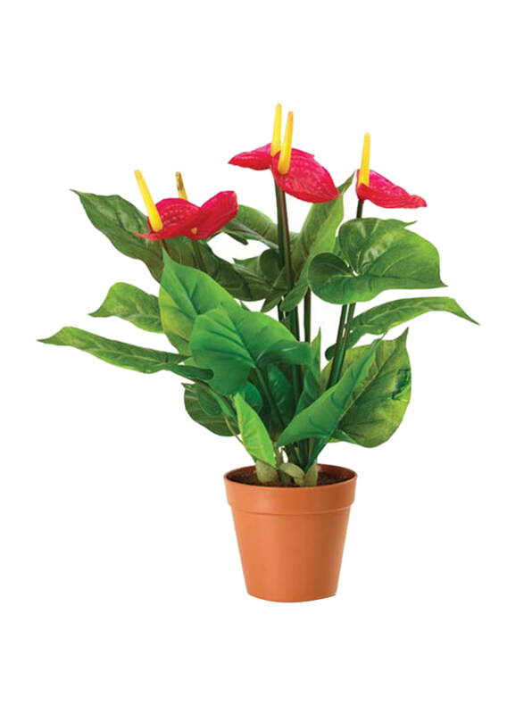 

Brook Floras Anthurium Red Fresh Plants, Red/Green