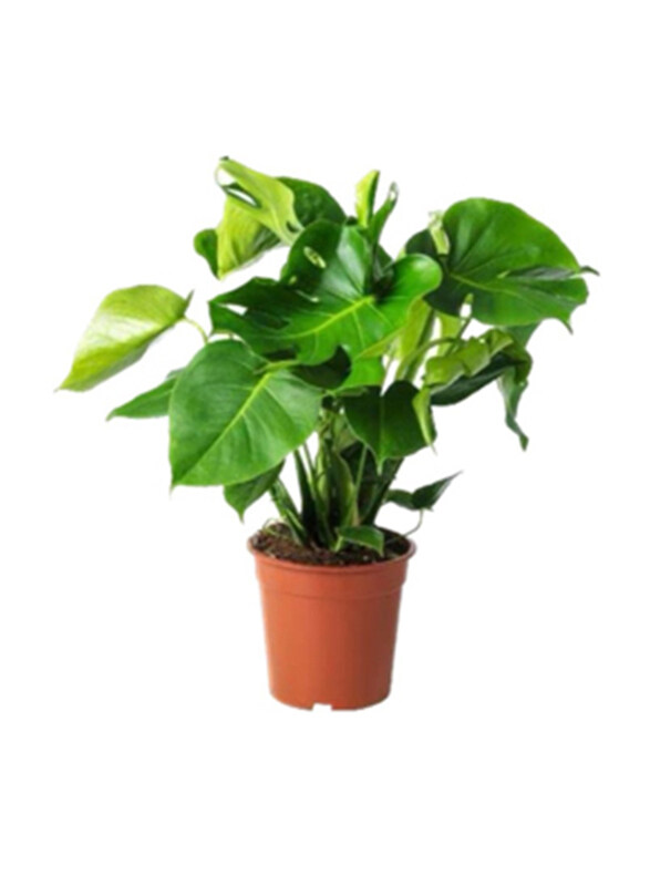 

Brook Floras Monstera Deliciosa Fresh & Live Plants, Green
