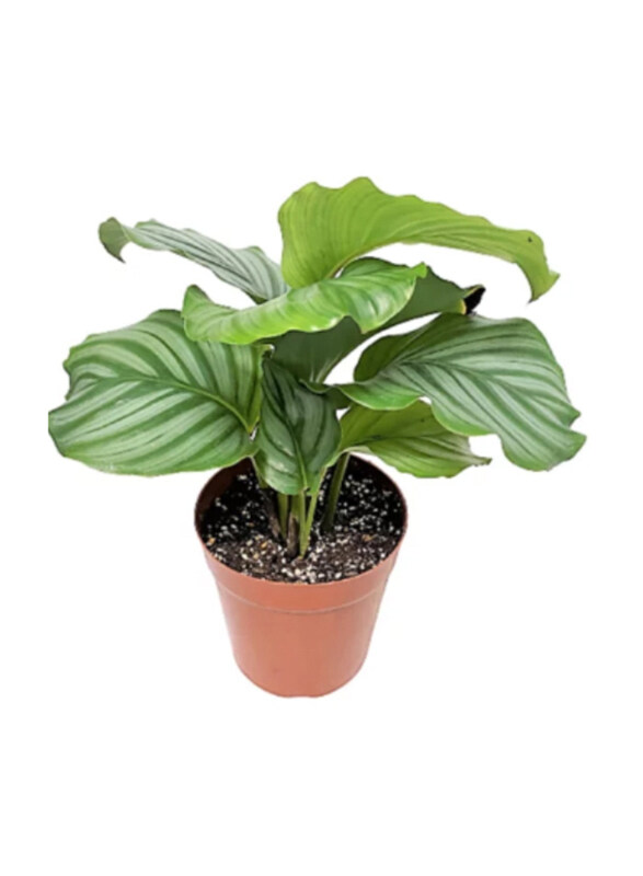 

Brook Floras Calathea Orbifolia Plant with Pot & Soil, Green/Brown