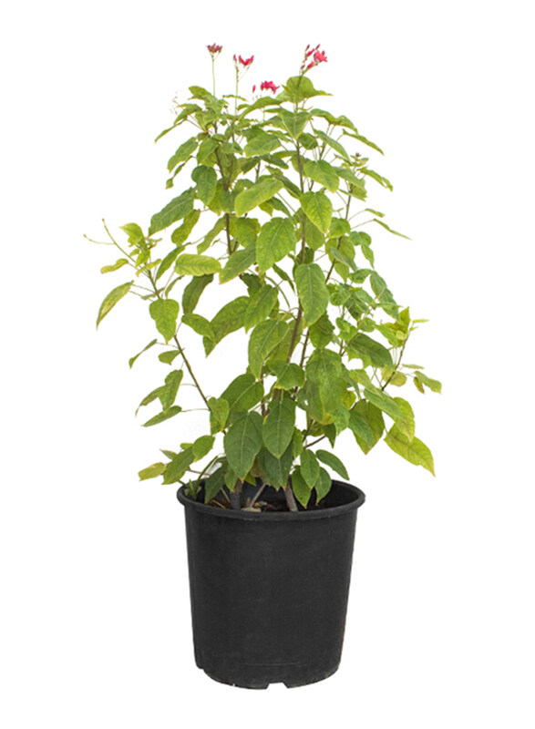 

Brook Floras Jatropha Podagrica Fresh Plant, Green