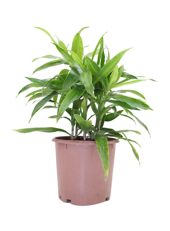 

Brook Floras Song Of Jamaica Plant with Pot & Soil, Green/ Brown