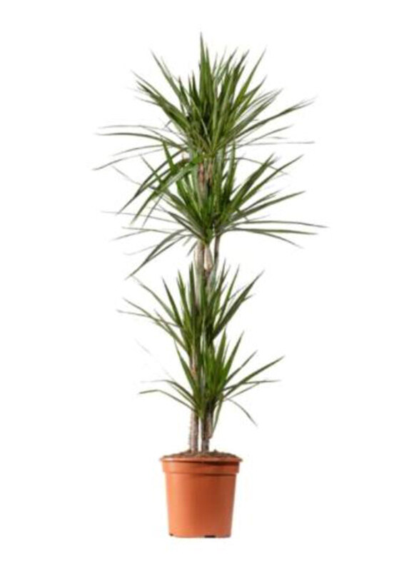 

Brook Floras Dracaena Marginata Fresh Big Plants, Green