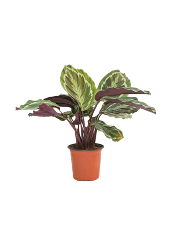 

Brook Floras Calathea Roseopicta Plant with Pot & Soil, Multicolour