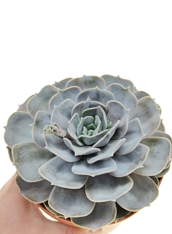 

Brook Floras Echeveria lilacina Flowering Plant, Multicolour