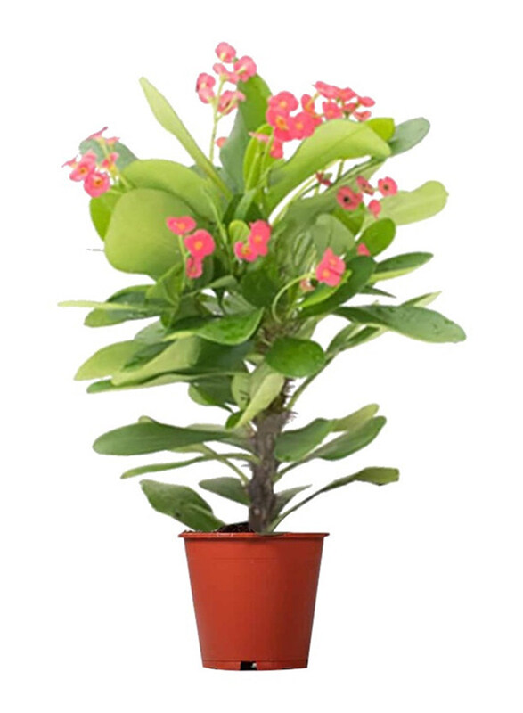 

Brook Floras Euphorbia Fresh Indoor Plants, 30-35cm, Pink/Green