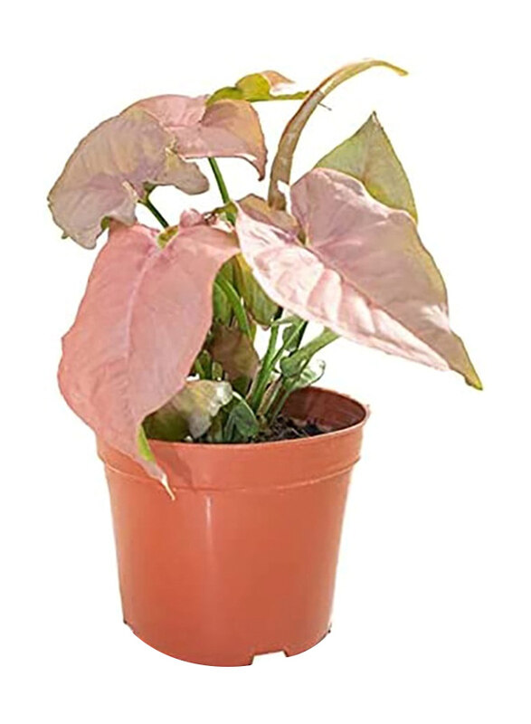 

Brook Floras Syngonium Neon Fresh Indoor Plants, 30cm, Multicolour