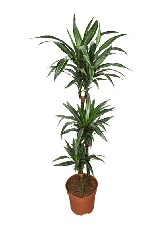

Brook Floras Dracaena Warneckii Fresh Plants, Green