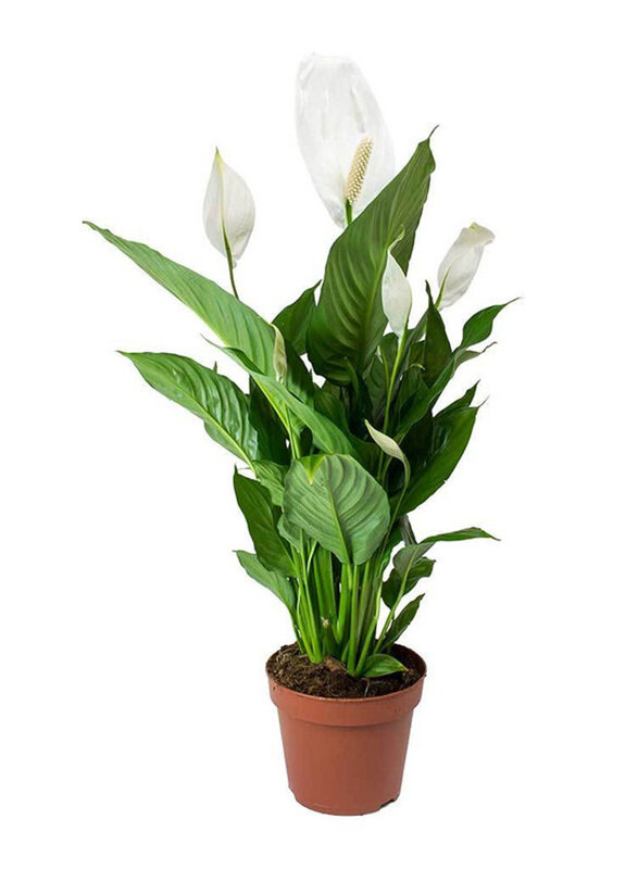 

Brook Floras Spathiphyllum Pearl Cupido Fresh Indoor Plants, Green/White