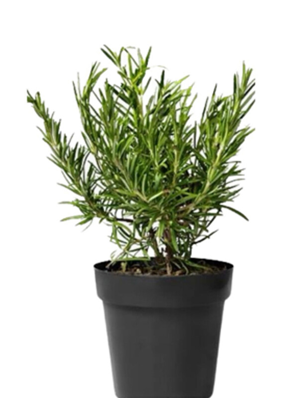 

Brook Floras Rosemary Outdoor Plant with Pot, Green