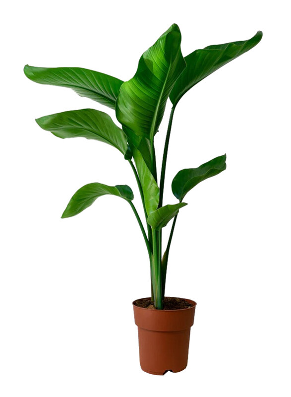 

Brook Floras Fresh Indoor Banana Plant, Green