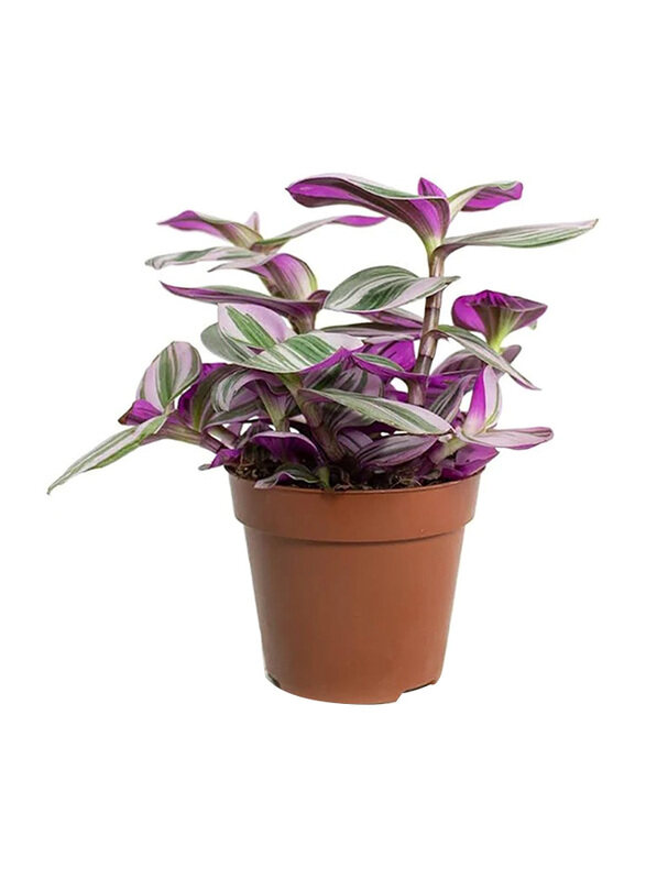 

Brook Floras Tradescantia NanouK Fresh Plans, Multicolour