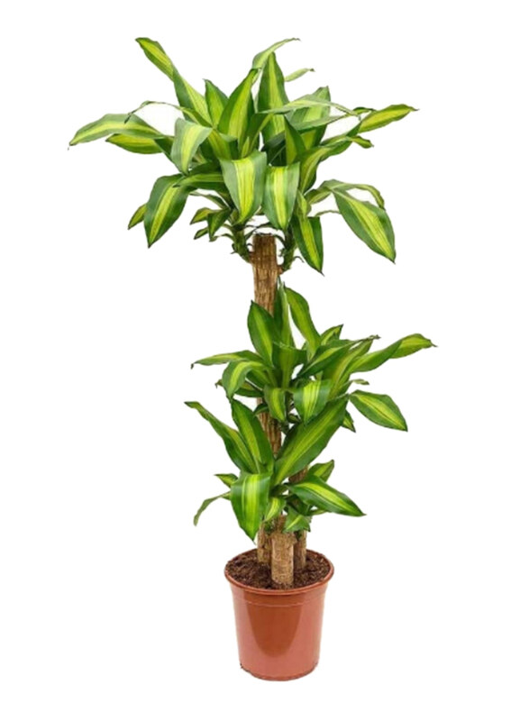 

Brook Floras Dracaena Fragrance Plant with Pot, Green/Brown