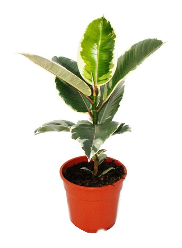 

Brook Floras Ficus Elastica Tineke Fresh Live Plant, 30cm, Green