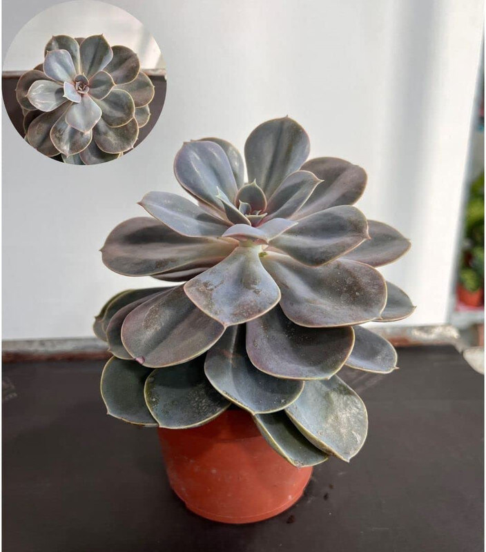 

Brook Floras Echeveria Perle Fresh Plants, Multicolour