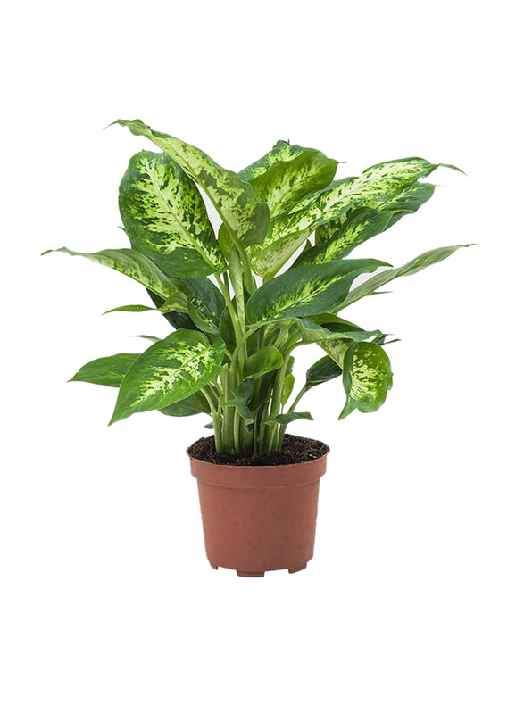 

Brook Floras Dieffenbachia Compacta Fresh Plants, Multicolour