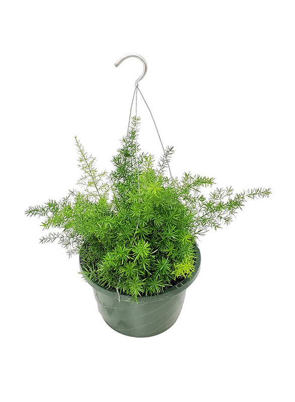

Brook Floras Asparagus Hanging Plant, Green