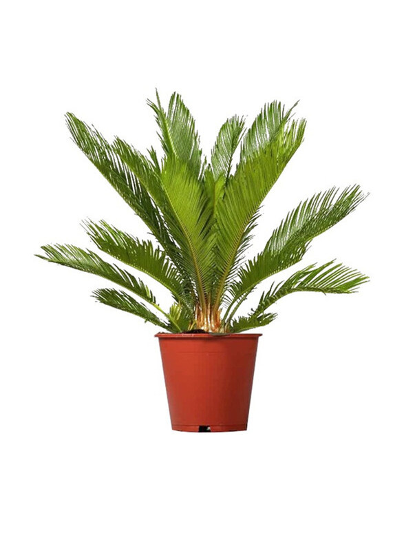 

Brook Floras Cycas Fresh Indoor Plants, 100cm, Green