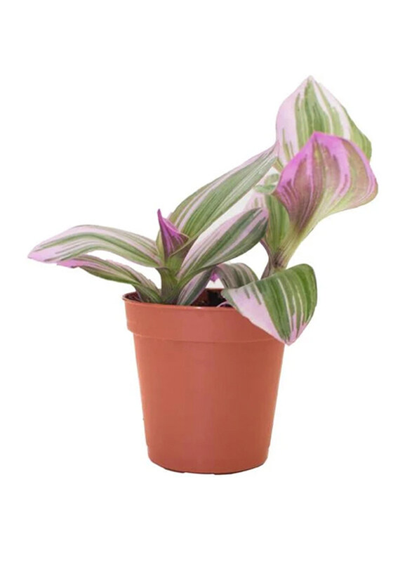 

Brook Floras Tradescantia Nanouk Small Pot, Multicolour