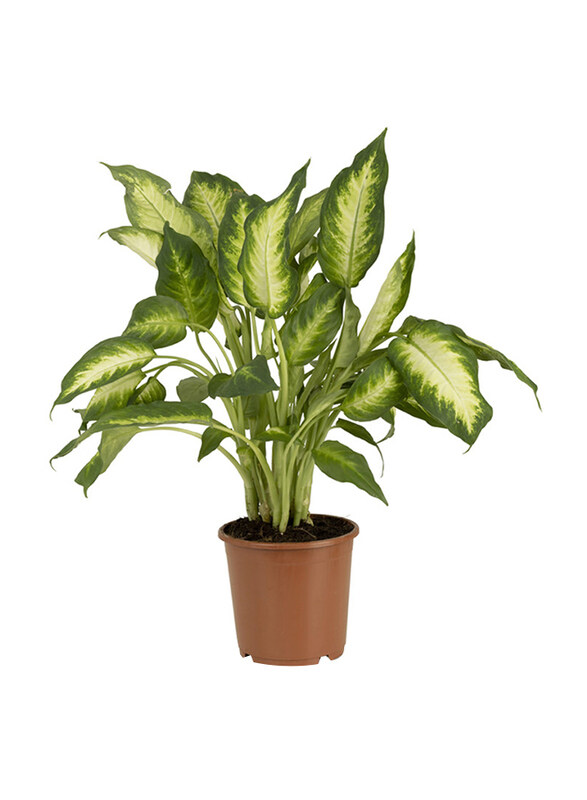 

Brook Floras Dieffenbachia Camila Fresh Live Indoor Plant, Multicolour
