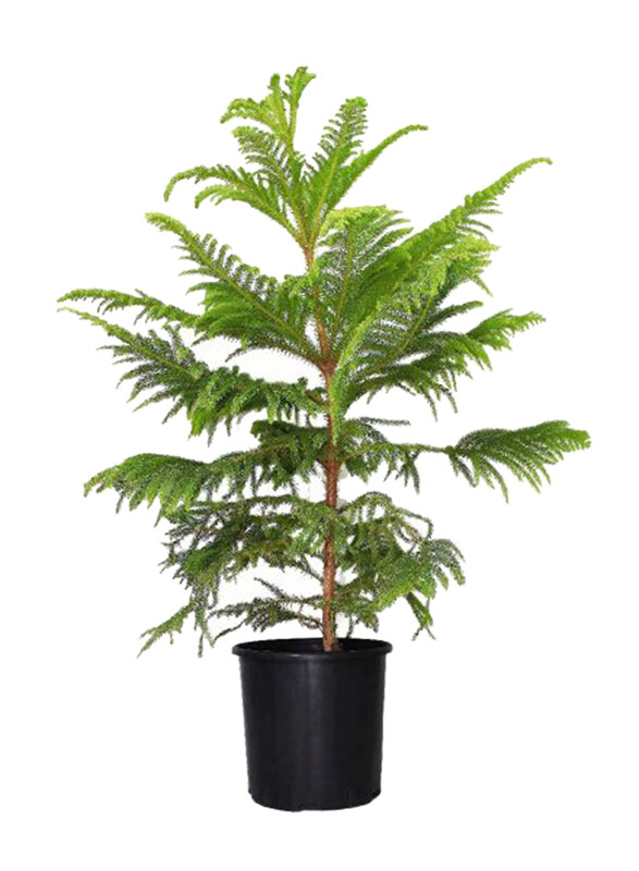 

Brook Floras Araucaria Plants, 105-110cm, Green