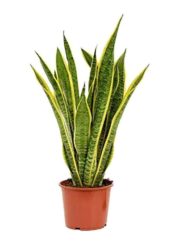 

Brook Floras Fresh Snake Plant Live Indoor Small Plants, Green