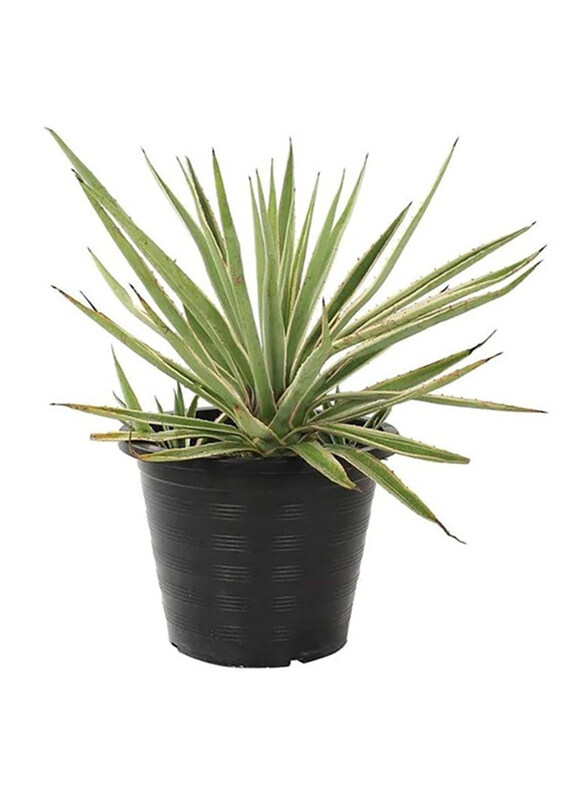 

Brook Floras Agave Variegated Fresh Indoor Plants, Green