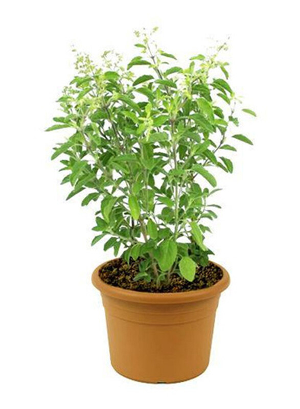 

Brook Floras Fresh Holy Tulsi Plants, Green