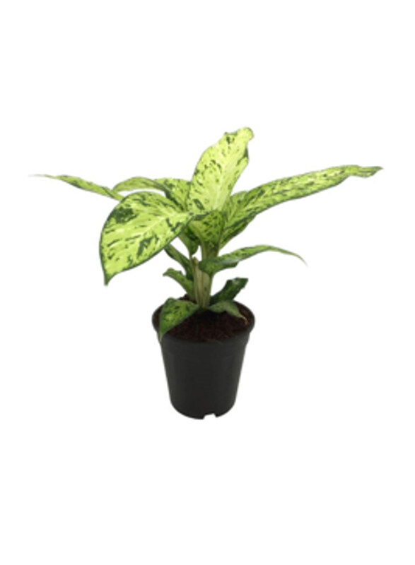 

Brook Floras Dieffenbachia Starbright Plants, Green/Yellow