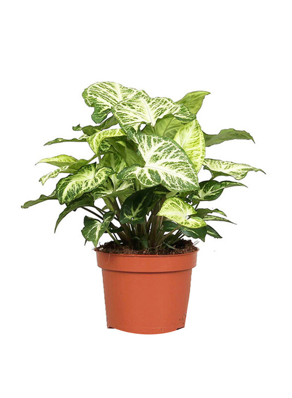 

Brook Floras Syngonium Arrowhead Fresh Plants, Multicolour
