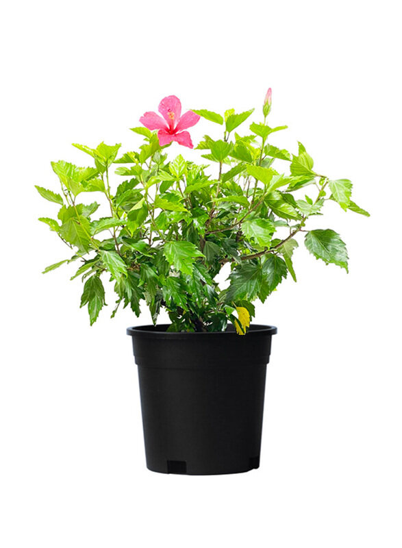 

Brook Floras Hibiscus Plant with Pot & Soil, Multicolour