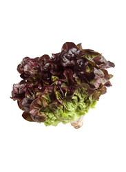 Lettuce Pack Oak Leaves Holland, 250g
