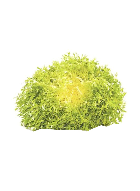 Lettuce Frisee Yellow Holland Pack, 400g