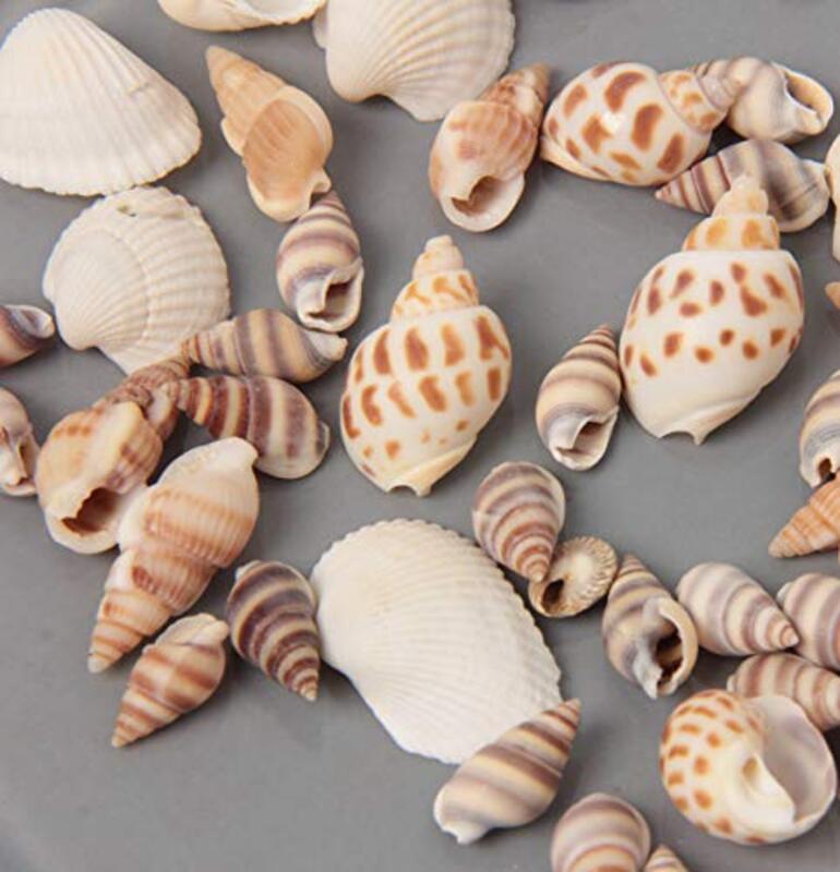 Ira Pollitt Tiny Natural Mixed Ocean Sea Shells, 4 Packs, Brown