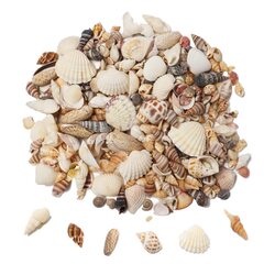 Ira Pollitt Tiny Natural Mixed Ocean Sea Shells, 4 Packs, Brown