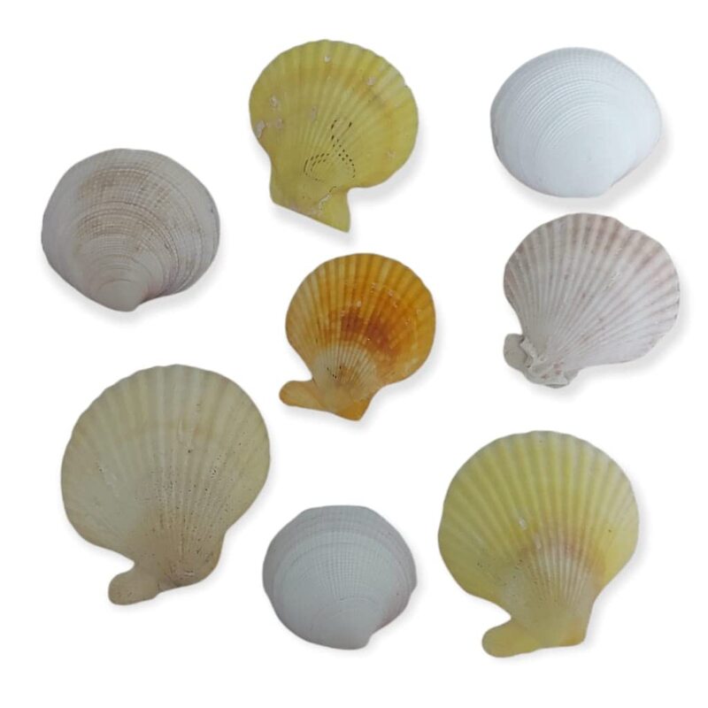 Mixed Seashells, White/Beige