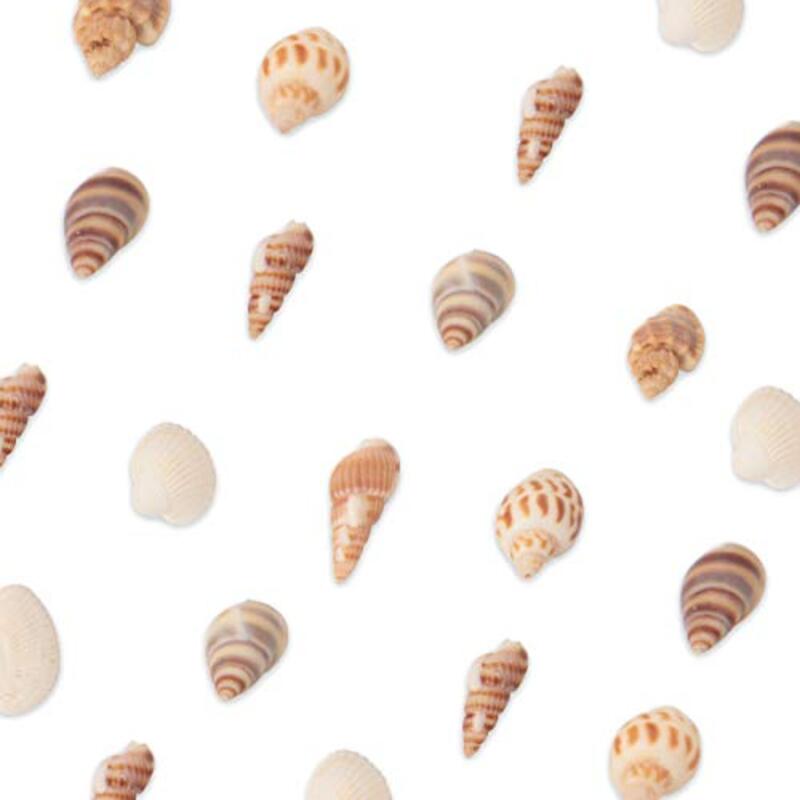 Ira Pollitt Tiny Natural Mixed Ocean Sea Shells, 4 Packs, Brown