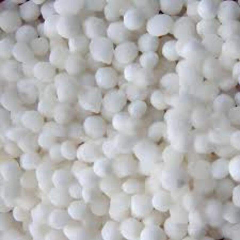 Eastern Sago Seed 100gm*120pcs