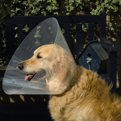 Beeztees Bz Plastic Dog Cap, Size 28-33, 12.5cm, Clear