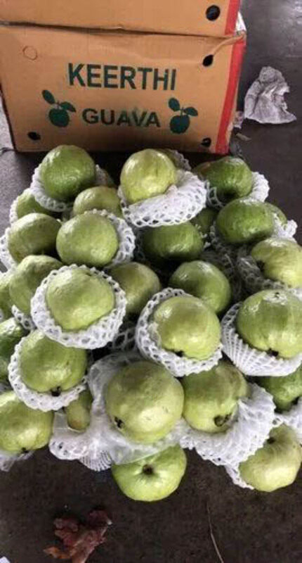 

Generic Guava, 1 Box