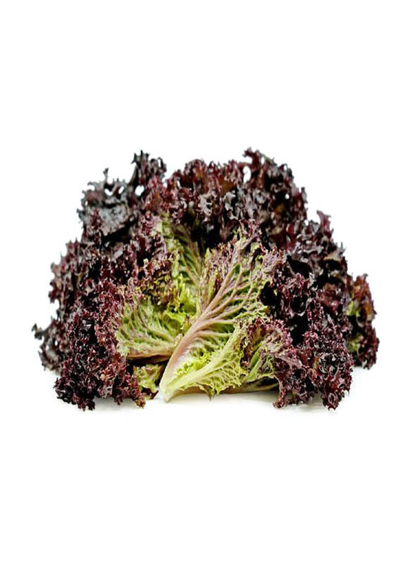 

Generic Lettuce Lollo Rosso Holland, 1 Piece