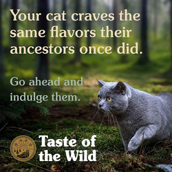 Taste of the Wild Rocky Mountain Feline Formula Roasted Venison & Smoked Salmon Dry Cat Food, 2 Kg