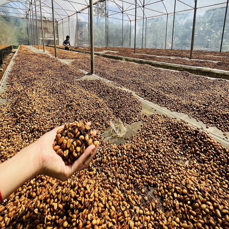 The Caphe Vietnam Fine Robusta (Honey Process) Whole Beans coffee 1kg