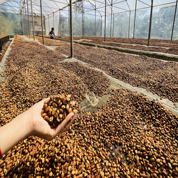 The Caphe Vietnam Fine Robusta (Honey Process) Whole Beans coffee 500g