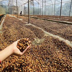 The Caphe Vietnam Fine Robusta Honey Process Vietnamese Whole Beans Coffee, 1 Kg