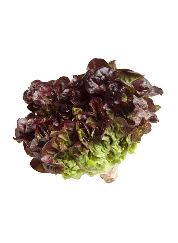 

Generic Lettuce Oak Leaves Holland, 250g