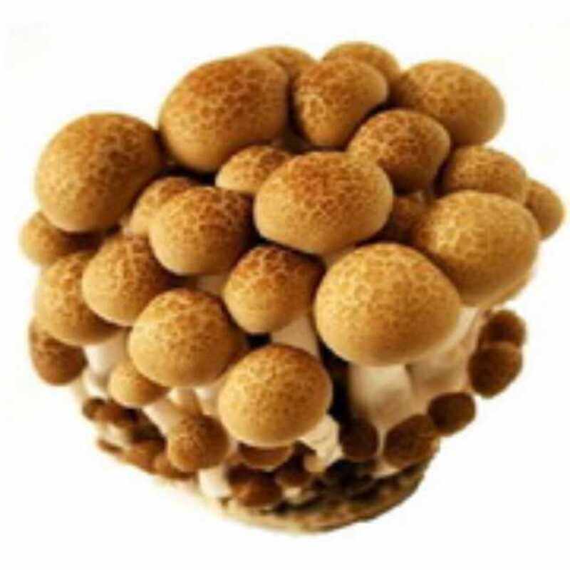 

Generic Shimeji Mushroom Brown China-Pack 150g